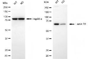 Western blotting analysis using lamin B1 antibody (ABIN7799231). (Recombinant Lamin B1 抗体)