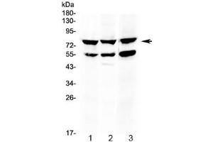 Western blot testing of 1) rat thymus, 2) mouse thymus and 3) human HepG2 lysate with RANK antibody at 0. (TNFRSF11A 抗体  (AA 235-262))