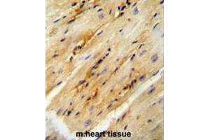 GPD1L antibody (N-term) immunohistochemistry analysis in formalin fixed and paraffin embedded mouse heart tissue followed by peroxidase conjugation of the secondary antibody and DAB staining. (GPD1L 抗体  (N-Term))