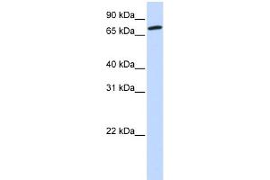 WB Suggested Anti-COG4 Antibody Titration: 0. (COG4 抗体  (Middle Region))