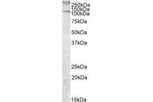Image no. 1 for anti-Talin 1 (TLN1) (AA 1695-1708) antibody (ABIN477971) (TLN1 抗体  (AA 1695-1708))