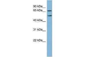 WB Suggested Anti-MYST1 Antibody Titration:  0. (MYST1 抗体  (N-Term))