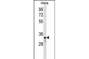 LDLRAD2 Antibody (Center) (ABIN656521 and ABIN2845790) western blot analysis in Hela cell line lysates (35 μg/lane). (LDLRAD2 抗体  (AA 132-160))