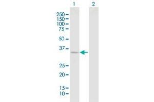Western Blot analysis of DCUN1D1 expression in transfected 293T cell line by DCUN1D1 MaxPab polyclonal antibody.