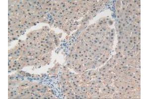 Figure. (RNASE4 抗体  (AA 30-147))