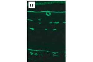 Immunohistochemistry image of Laminin YI staining in paraffin section of a 18 month-old mouse retina. (Laminin gamma 1 抗体)