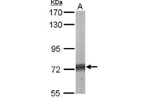 WB Image Sample (50 ug of whole cell lysate) A: Mouse brain 7. (PTPN11 抗体  (C-Term))