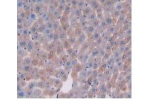 IHC-P analysis of Mouse Liver Tissue, with DAB staining. (DPP4 抗体  (AA 29-178))