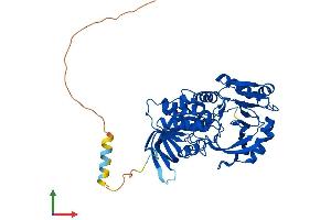AlphaFold protein structure predicition of Human Recombinant FOXRED1 Protein, UniprotID Q96CU9
