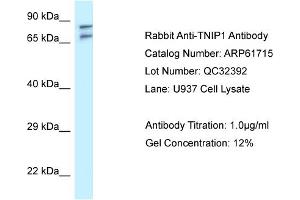 Western Blotting (WB) image for anti-TNFAIP3 Interacting Protein 1 (TNIP1) (N-Term) antibody (ABIN2788877) (TNIP1 抗体  (N-Term))