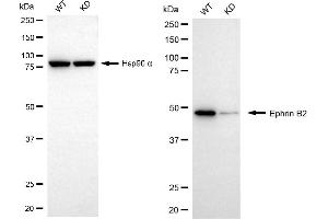 Western blotting analysis using ephrin B2 antibody (ABIN7798458). (Recombinant Ephrin B2 抗体)
