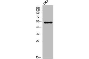 Western Blot analysis of COLO cells using VRK3 Polyclonal Antibody (VRK3 抗体  (Internal Region))