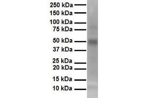 WB Suggested Anti-TEAD3 antibody Titration: 1 ug/mL Sample Type: Human heart (TEAD3 抗体  (N-Term))
