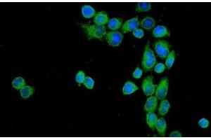 IF analysis of CD55 using anti-CD55 antibody (ABIN3043393).