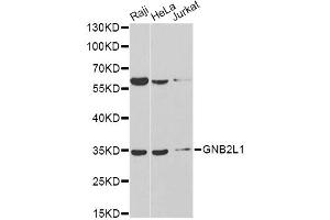 Western blot analysis of extracts of various cell lines, using GNB2L1 antibody. (GNB2L1 抗体)