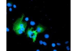 Anti-WWTR1 mouse monoclonal antibody (ABIN2454926) immunofluorescent staining of COS7 cells transiently transfected by pCMV6-ENTRY WWTR1 (RC204082). (WWTR1 抗体)