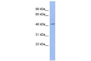 WB Suggested Anti-ELAVL4 Antibody Titration:  0. (ELAVL4 抗体  (N-Term))