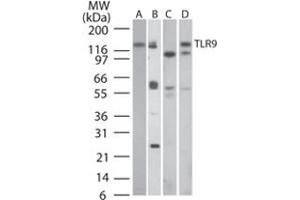 Western blot analysis of TLR9 in A) human PBMC, B) human intestine, C) mouse intestine and D) rat intestine tissue lysates using TLR9 monoclonal antibody, clone 26C593.