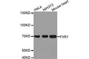 Western Blotting (WB) image for anti-Fragile X Mental Retardation, Autosomal Homolog 1 (FXR1) antibody (ABIN1876971) (FXR1 抗体)