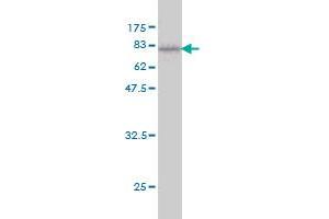 Western Blot detection against Immunogen (74. (FUCA1 抗体  (AA 23-461))