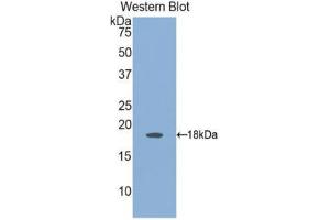 Western Blotting (WB) image for anti-Angiopoietin 2 (ANGPT2) (AA 24-165) antibody (ABIN1171925)
