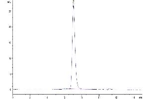 Size-exclusion chromatography-High Pressure Liquid Chromatography (SEC-HPLC) image for Colony Stimulating Factor 2 Receptor, Alpha, Low-Affinity (Granulocyte-Macrophage) (CSF2RA) (AA 23-320) protein (His-Avi Tag,Biotin) (ABIN7274429)