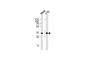 Western blot analysis of lysates from Hela, Y79 cell line (from left to right), using PDCL Antibody (N-term) (ABIN1944777 and ABIN2838520). (Phosducin-Like 抗体  (N-Term))
