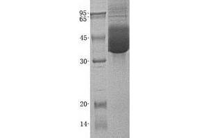 Western Blotting (WB) image for C-Type Lectin Domain Family 10, Member A (CLEC10A) (Transcript Variant 2) protein (His tag) (ABIN2713629)