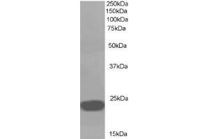 ABIN184729 (1µg/ml) staining of A549 lysate (35µg protein in RIPA buffer). (PEBP1 抗体  (C-Term))