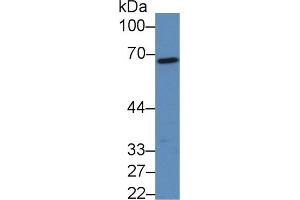 Rabbit Capture antibody from the kit in WB with Positive Control: Sample Mouse Liver lysate. (FGA ELISA 试剂盒)