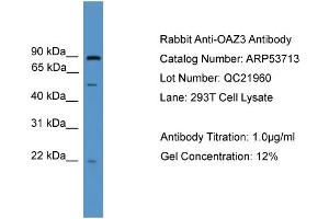 WB Suggested Anti-OAZ3  Antibody Titration: 0.