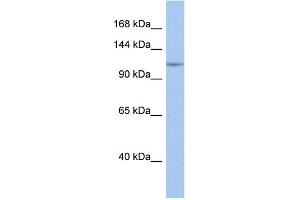 WB Suggested Anti-NFKB1 Antibody Titration:  0. (NFKB1 抗体  (Middle Region))
