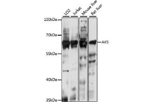 Western blot analysis of extracts of various cell lines, using  antibody (ABIN7265470) at 1:1000 dilution. (Adenylate Kinase 5 抗体  (AA 150-370))