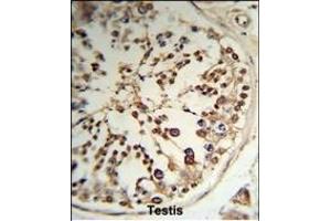 Formalin-fixed and paraffin-embedded human testis tissue reacted with TPK1 Antibody (N-term), which was peroxidase-conjugated to the secondary antibody, followed by DAB staining. (TPK1 抗体  (N-Term))