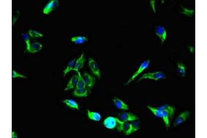 Immunofluorescent analysis of Hela cells using ABIN7166245 at dilution of 1:100 and Alexa Fluor 488-congugated AffiniPure Goat Anti-Rabbit IgG(H+L) (UNC13C 抗体  (AA 414-645))
