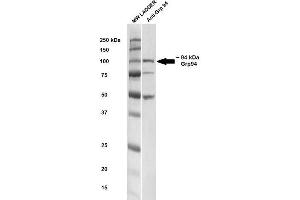 Western blot analysis of Rat brain cell lysates showing detection of ~ 94-100 kDa GRP94 protein using Rabbit Anti-GRP94 Polyclonal Antibody . (GRP94 抗体  (C-Term) (HRP))