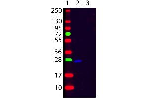 Western Blot of Goat F(ab’)2 anti-Human κ (Kappa chain) Fluorescein Conjugated Secondary Antibody. (山羊 anti-人 Immunoglobulin kappa Chain Complex (Igk) (Light Chain) Antibody (FITC) - Preadsorbed)