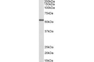 Biotinylated ABIN5539469 (0. (ALDH6A1 抗体  (AA 487-496) (Biotin))