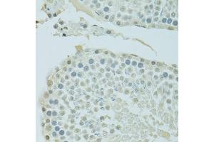Immunohistochemistry of paraffin-embedded rat testis using BRD3 antibody (ABIN1678901, ABIN3015924, ABIN3015926 and ABIN6219475) at dilution of 1:100 (40x lens). (BRD3 抗体  (AA 150-305))