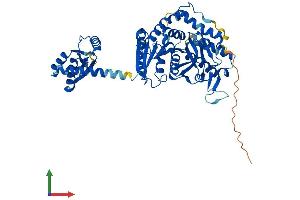 Protein Structure (PS) image for Malate Dehydrogenase 1B, NAD (Soluble) (MDH1B) (AA 1-500) protein (His tag) (ABIN7557442)