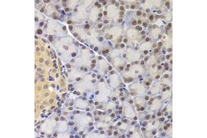 Immunohistochemistry of paraffin-embedded rat pancreas using MCM4 Antibody (ABIN5971548) at dilution of 1/200 (40x lens). (MCM4 抗体)