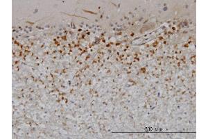Immunoperoxidase of monoclonal antibody to PTN on formalin-fixed paraffin-embedded human cerebellum. (Pleiotrophin 抗体  (AA 45-154))