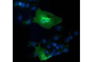 Anti-IL1F6 mouse monoclonal antibody (ABIN2453183) immunofluorescent staining of COS7 cells transiently transfected by pCMV6-ENTRY IL1F6 (RC219328). (IL36A/IL1F6 抗体)
