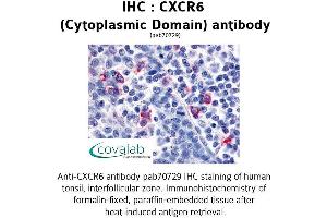 Image no. 1 for anti-Chemokine (C-X-C Motif) Receptor 6 (CXCR6) (2nd Cytoplasmic Domain) antibody (ABIN1733413) (CXCR6 抗体  (2nd Cytoplasmic Domain))
