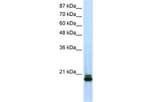 Western Blotting (WB) image for anti-Sin3A-Associated Protein, 18kDa (SAP18) antibody (ABIN2461767) (SAP18 抗体)