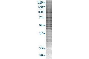 MRGPRX2 transfected lysate. (MRGPRX2 293T Cell Transient Overexpression Lysate(Denatured))