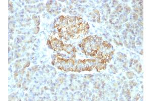 Formalin-fixed, paraffin-embedded human Pancreas stained with TNF alpha Rabbit Recombinant Monoclonal Antibody (TNF/1500R). (Recombinant TNF alpha 抗体)