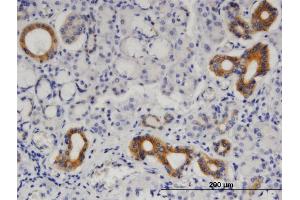 Immunoperoxidase of monoclonal antibody to SEPT8 on formalin-fixed paraffin-embedded human salivary gland. (Septin 8 抗体  (AA 1-258))