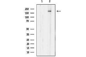 anti-Melanoma Inhibitory Activity Family, Member 3 (MIA3) (C-Term) antibody