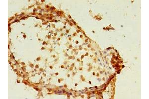 Immunohistochemistry of paraffin-embedded human testis tissue using ABIN7159340 at dilution of 1:100 (FAM174A 抗体  (AA 41-123))